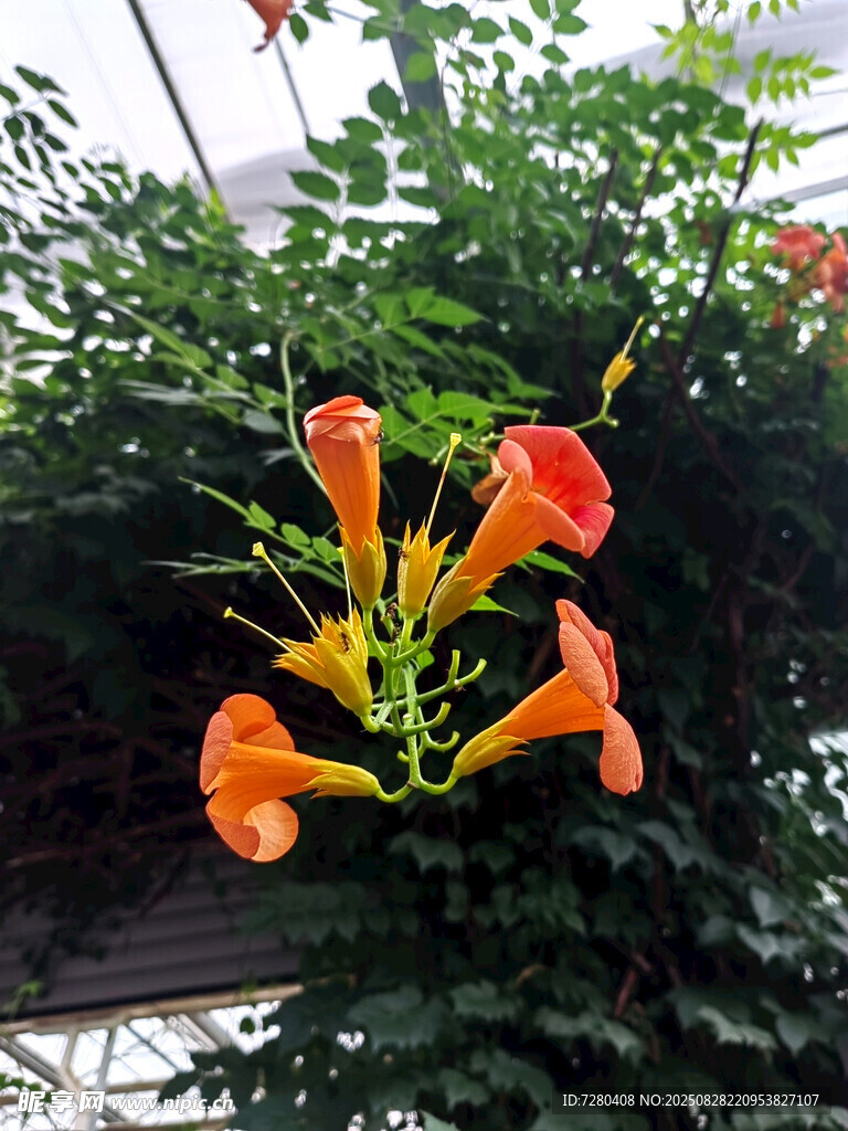 橙艳凌霄花绽放