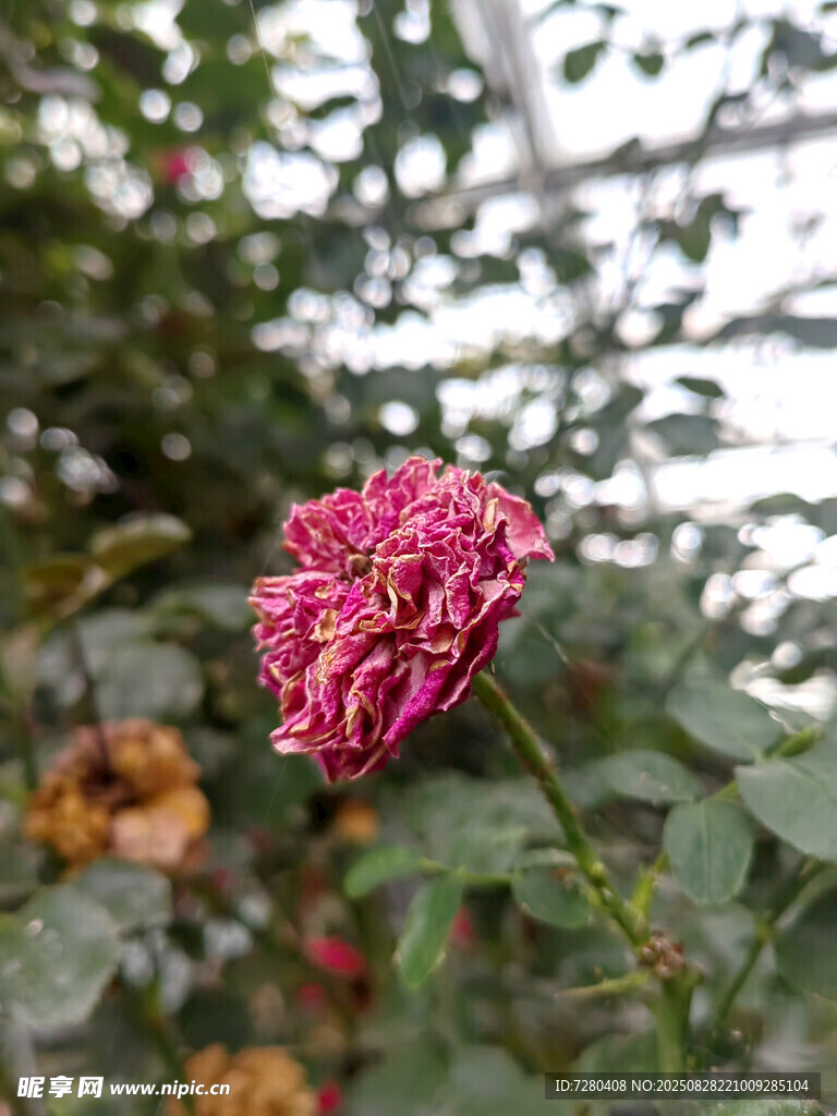 娇艳粉色月季花