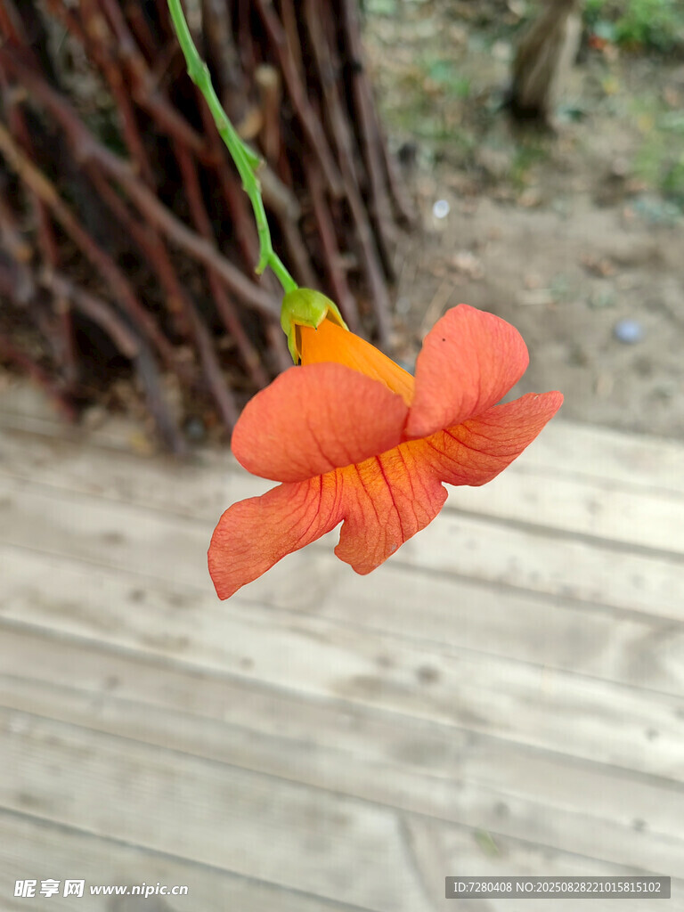 娇艳橙花绽放于户外