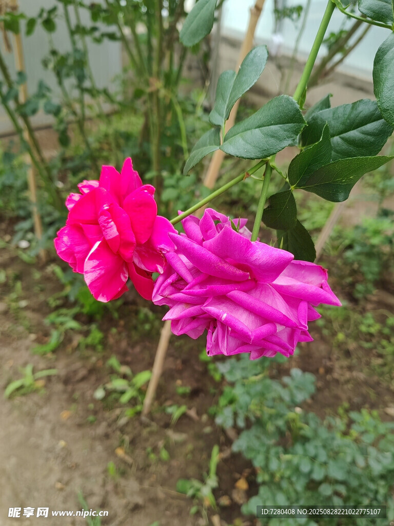 娇艳绽放的两朵玫红色花朵