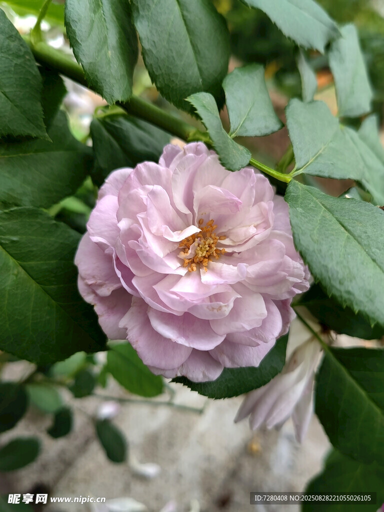 淡粉色蔷薇花绽放枝头