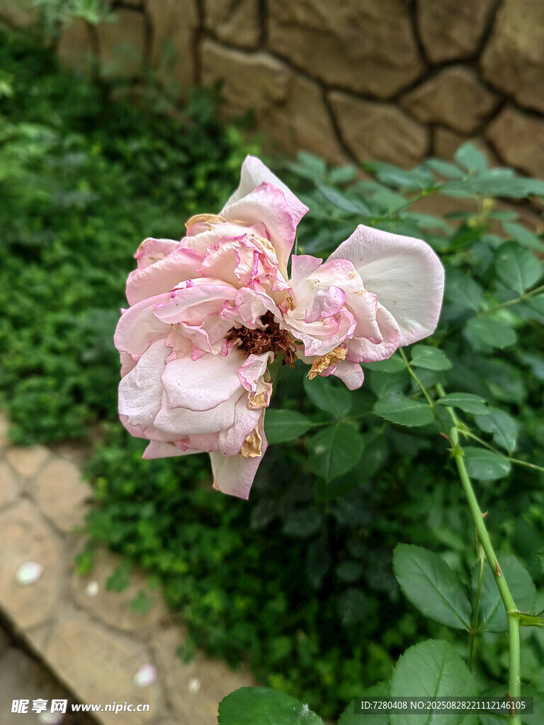 雨中绽放的娇嫩粉色花朵