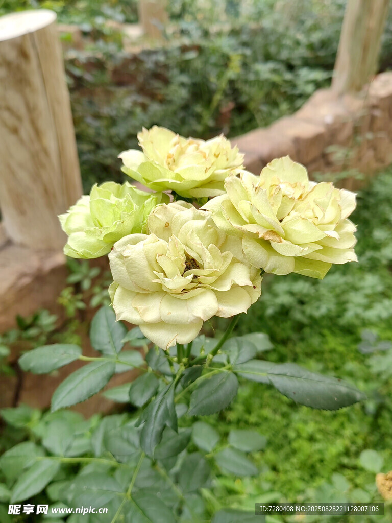 淡黄色月季花绽放