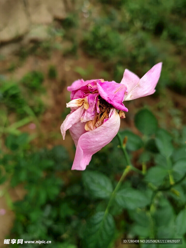 凋零的粉色花朵