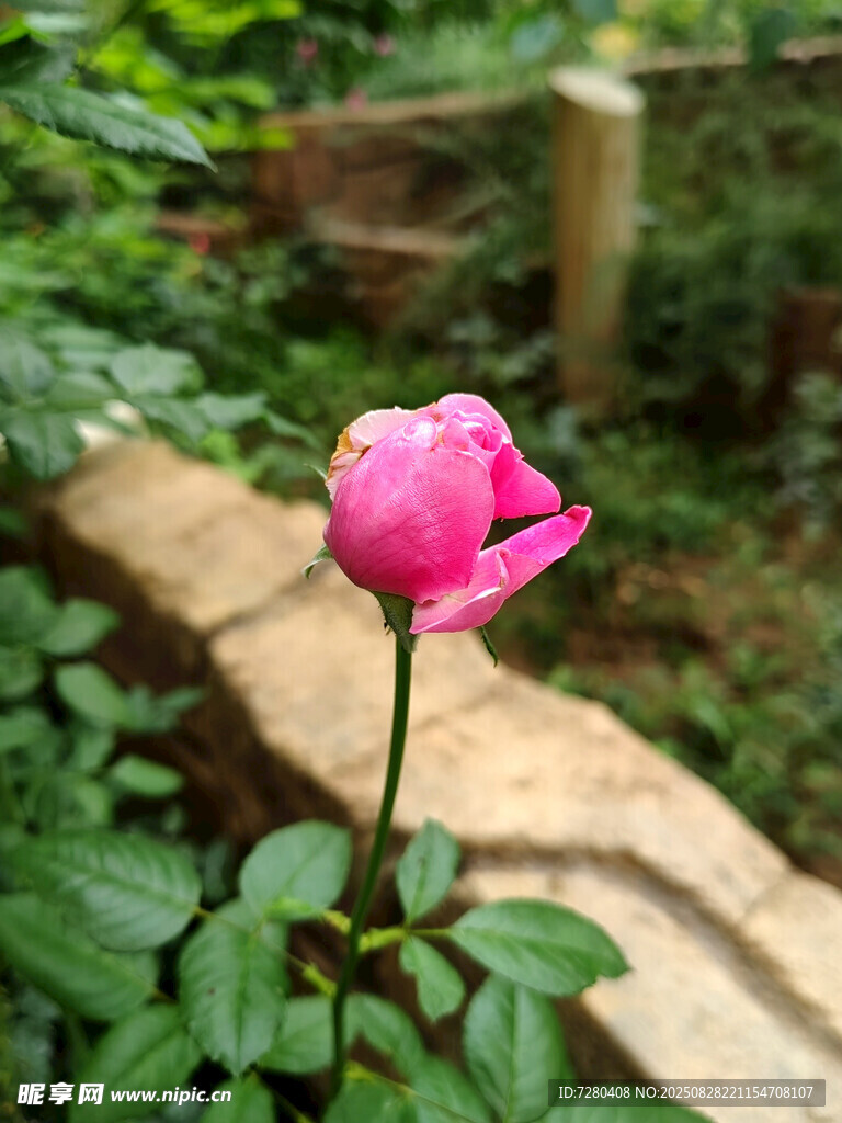 娇艳粉色单朵月季花
