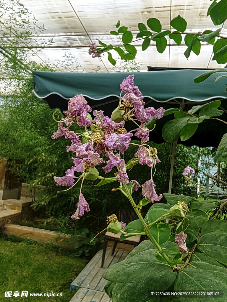温室中绽放的美丽粉花