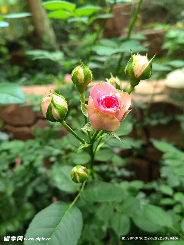 娇艳蔷薇花
