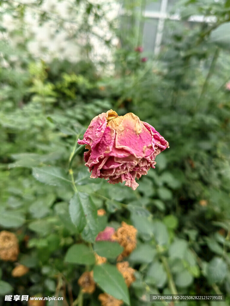 枯萎的粉色花朵