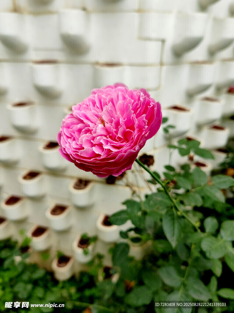 娇艳粉花绽放绿叶间