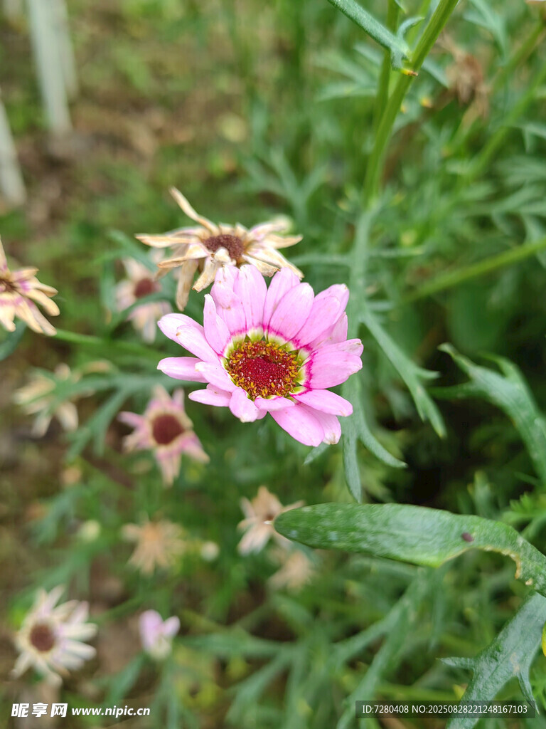 粉色雏菊绽放于绿叶间