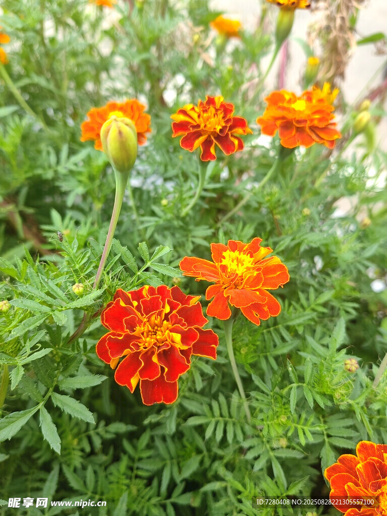 鲜艳万寿菊绽放绿意间