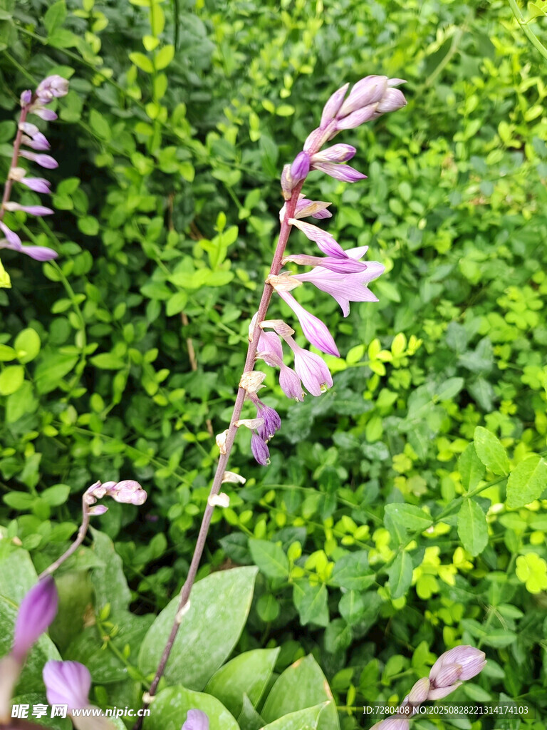 紫色花卉绽放于绿意间
