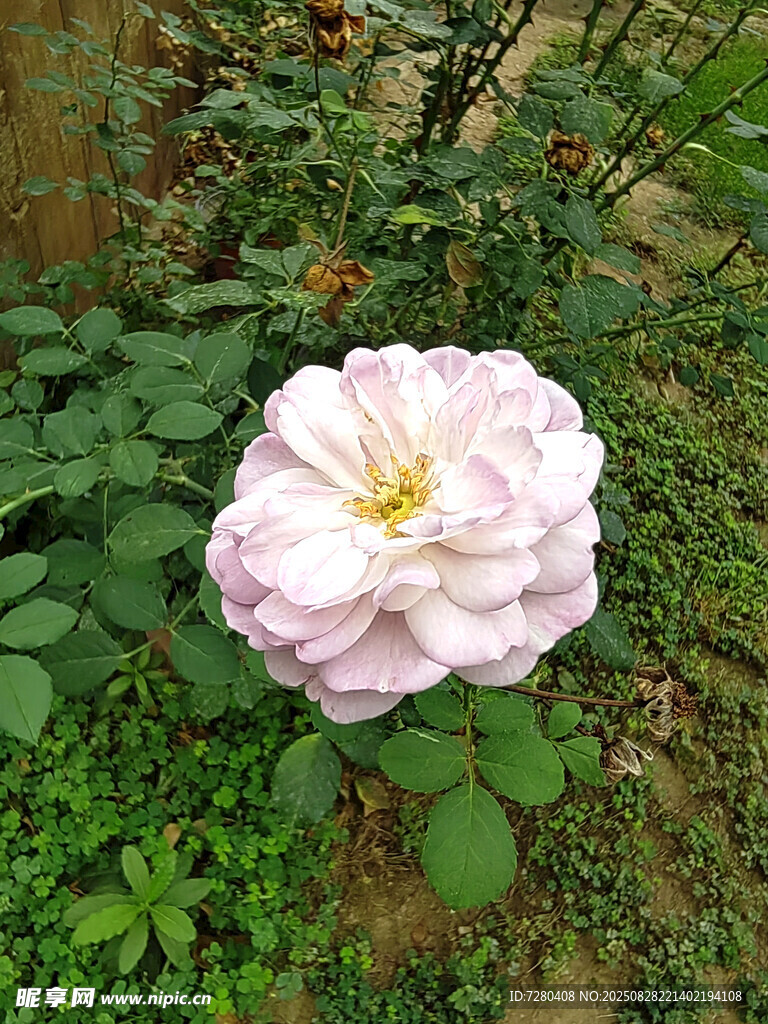 粉蔷薇绽放于绿植间