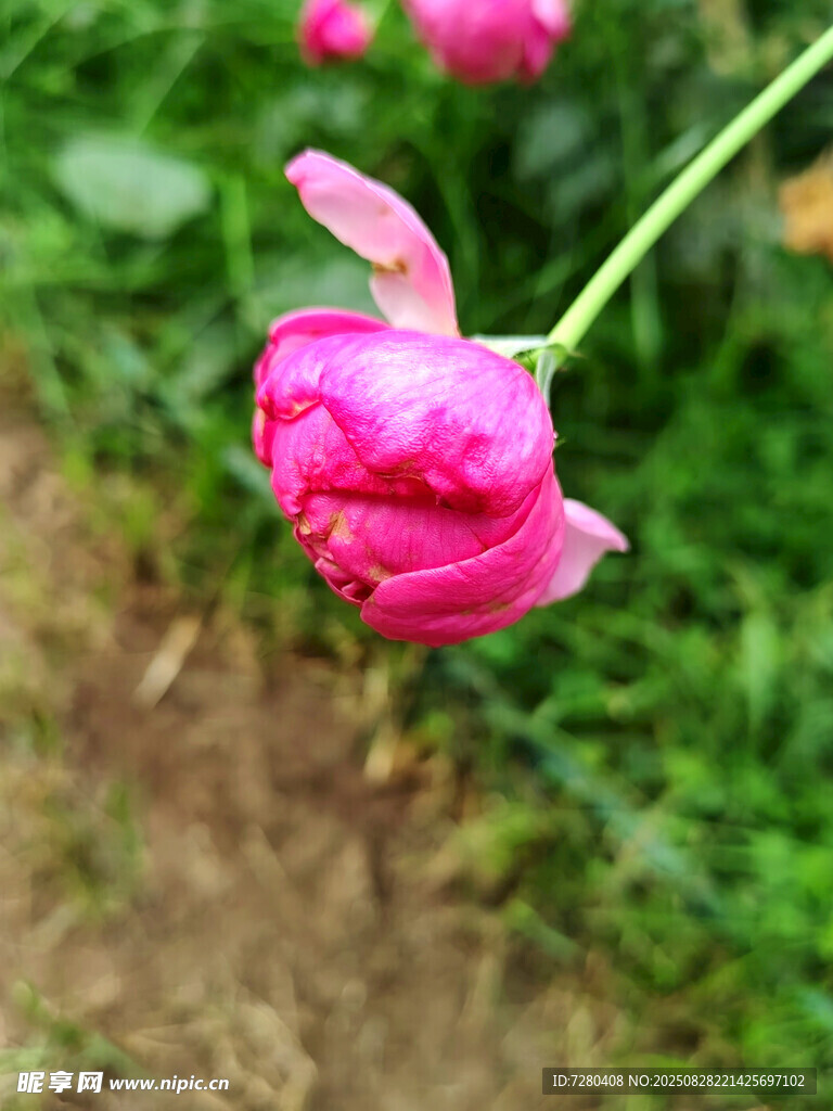 娇艳绽放的粉色牡丹花