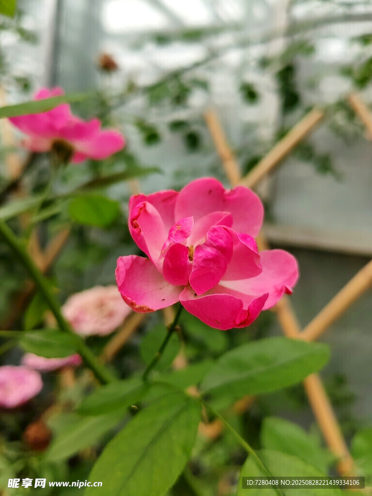 娇艳绽放的粉色花卉