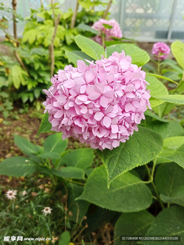 粉色绣球花绽放于绿叶间