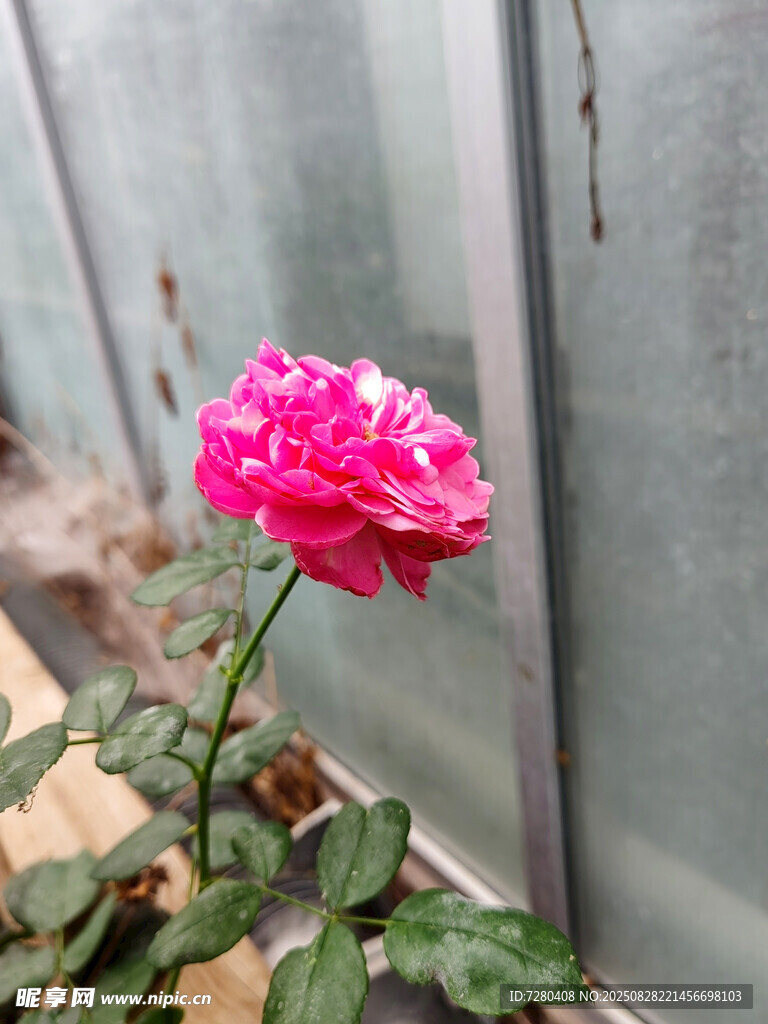 娇艳粉色玫瑰绽放