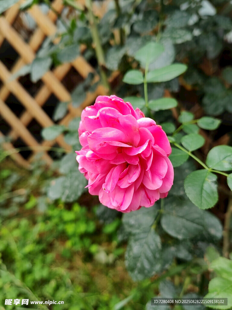 娇艳粉色月季花
