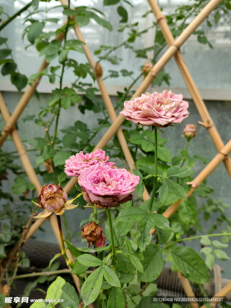 竹架旁绽放的娇艳月季花