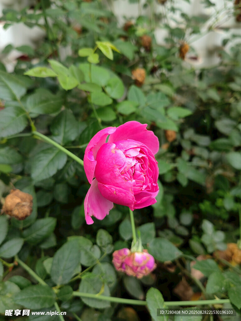 娇艳玫红花朵绽放