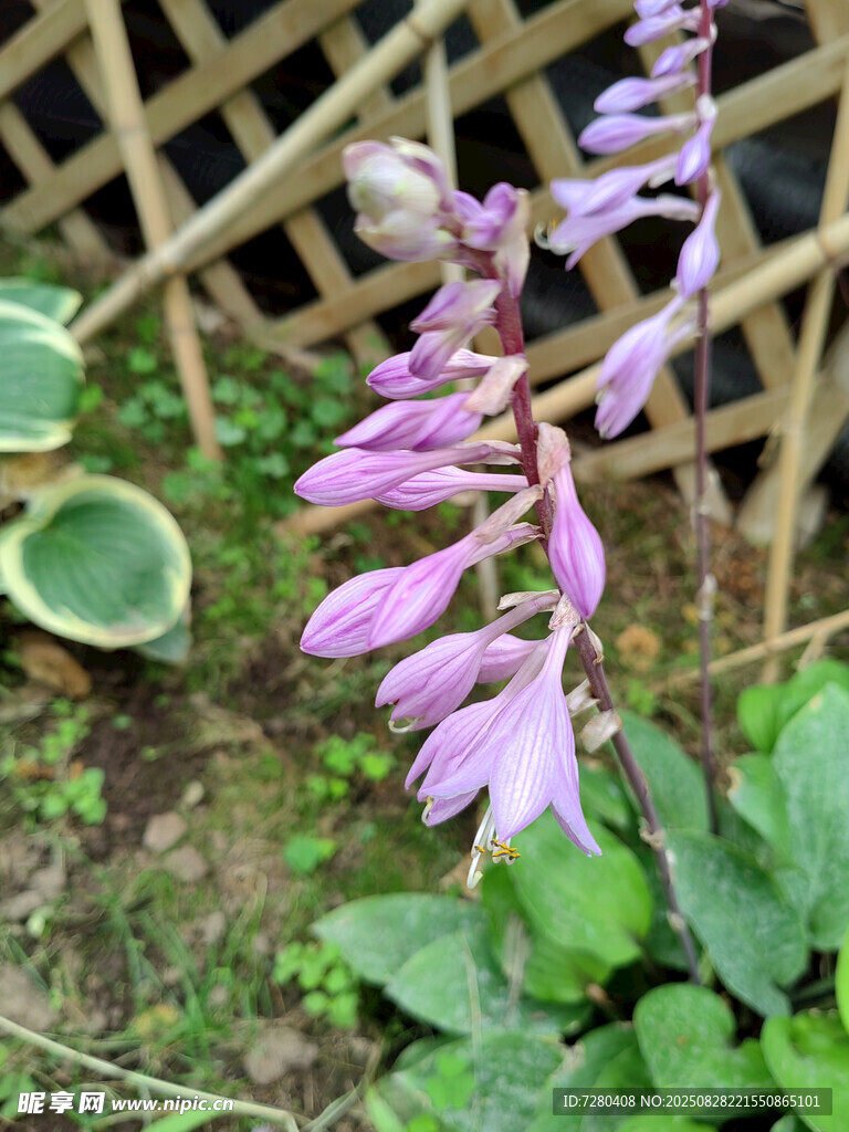 紫色花卉特写