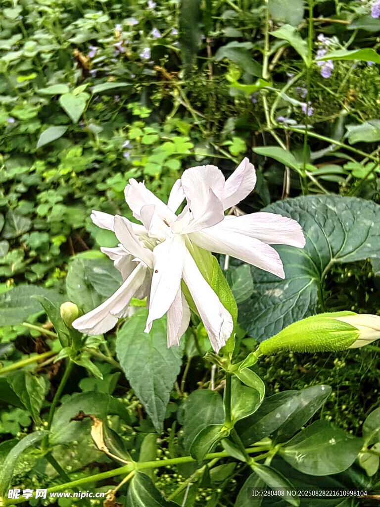 绿叶丛中的素雅白色小花