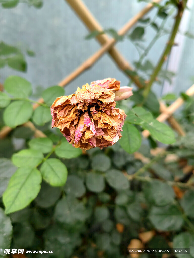 枯萎的玫瑰花