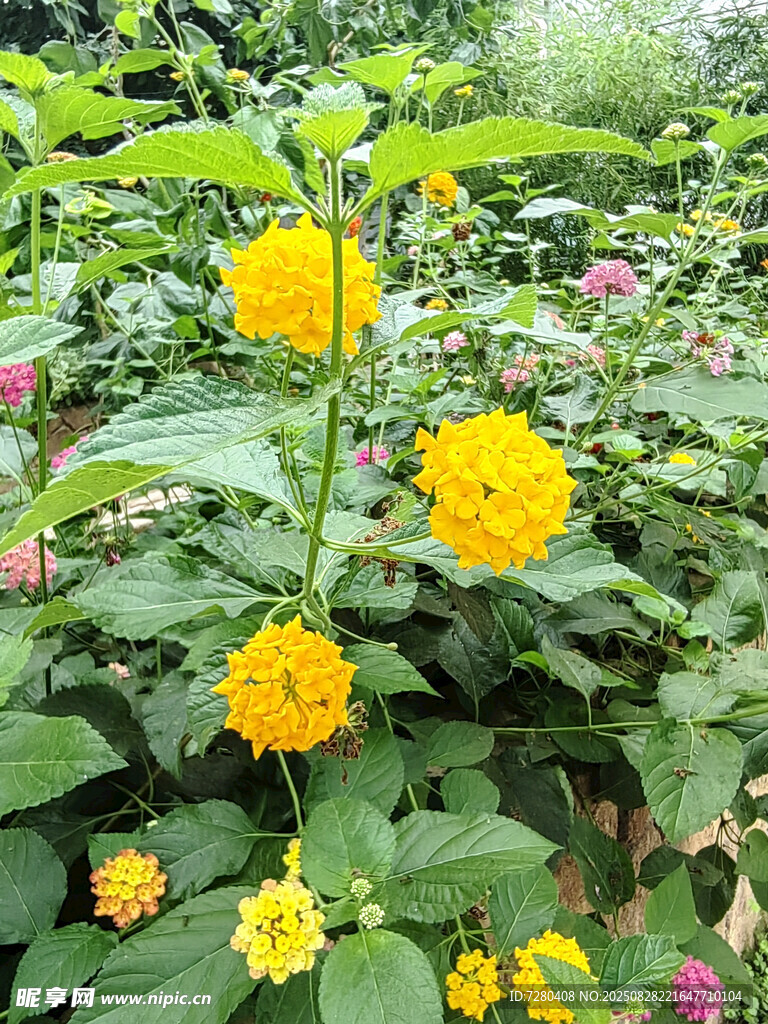 黄色花朵绽放于绿叶间