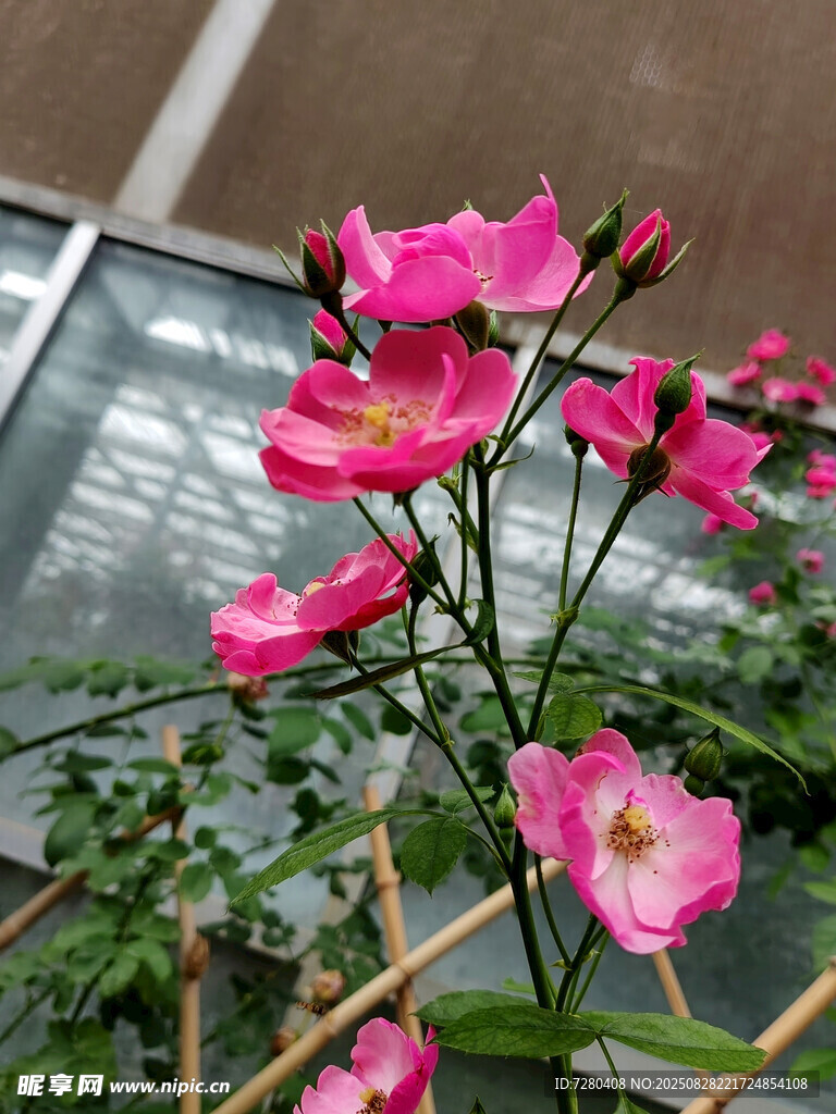 娇艳盛开的粉色月季花
