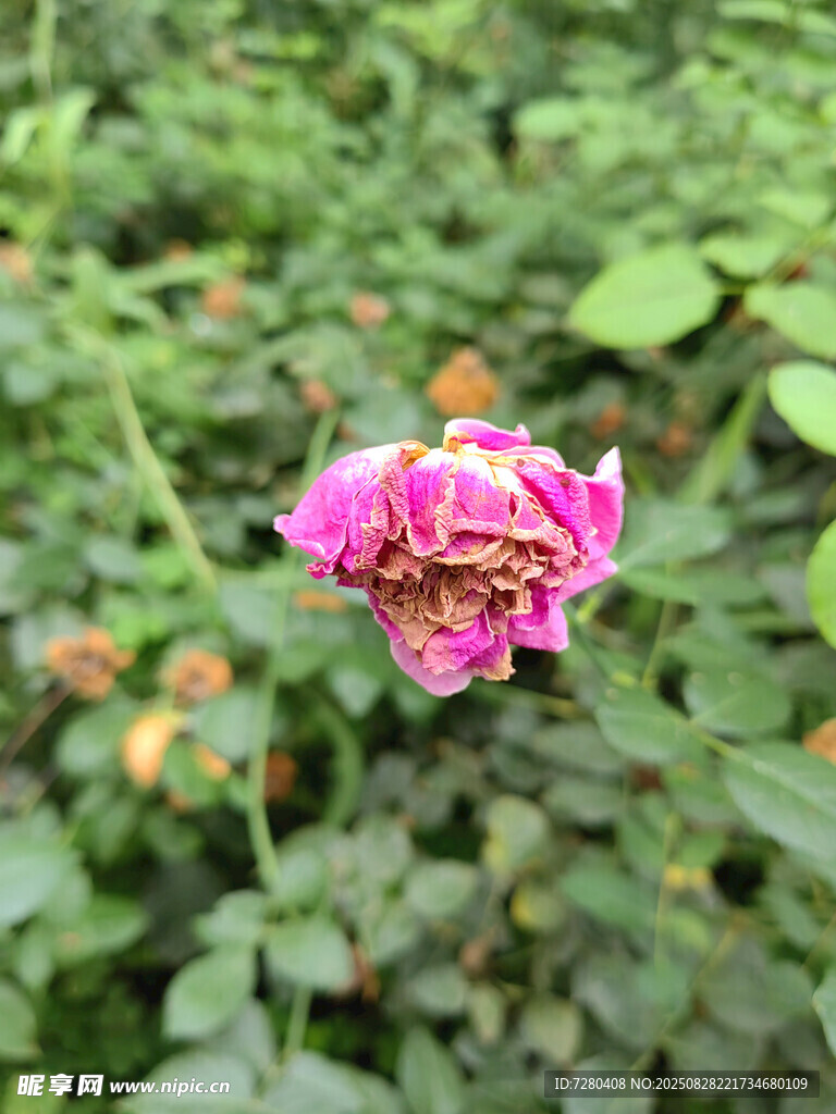 娇艳绽放的粉色月季花