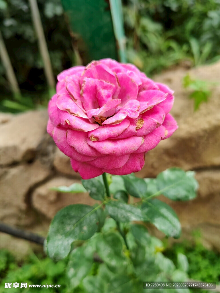 娇艳粉色月季花绽放
