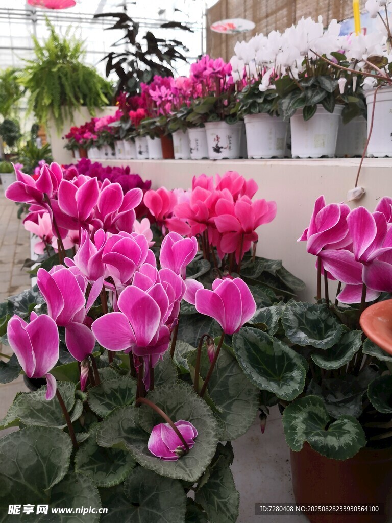 艳丽仙客来盆栽花卉展示