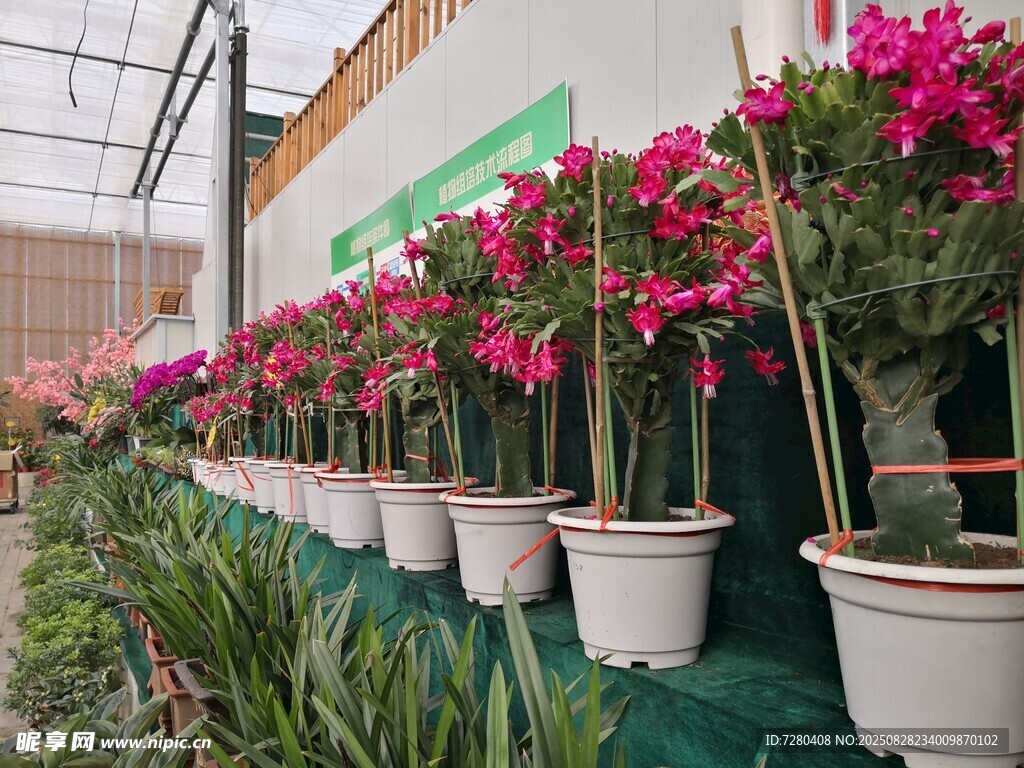 一排粉色盆栽花卉展示
