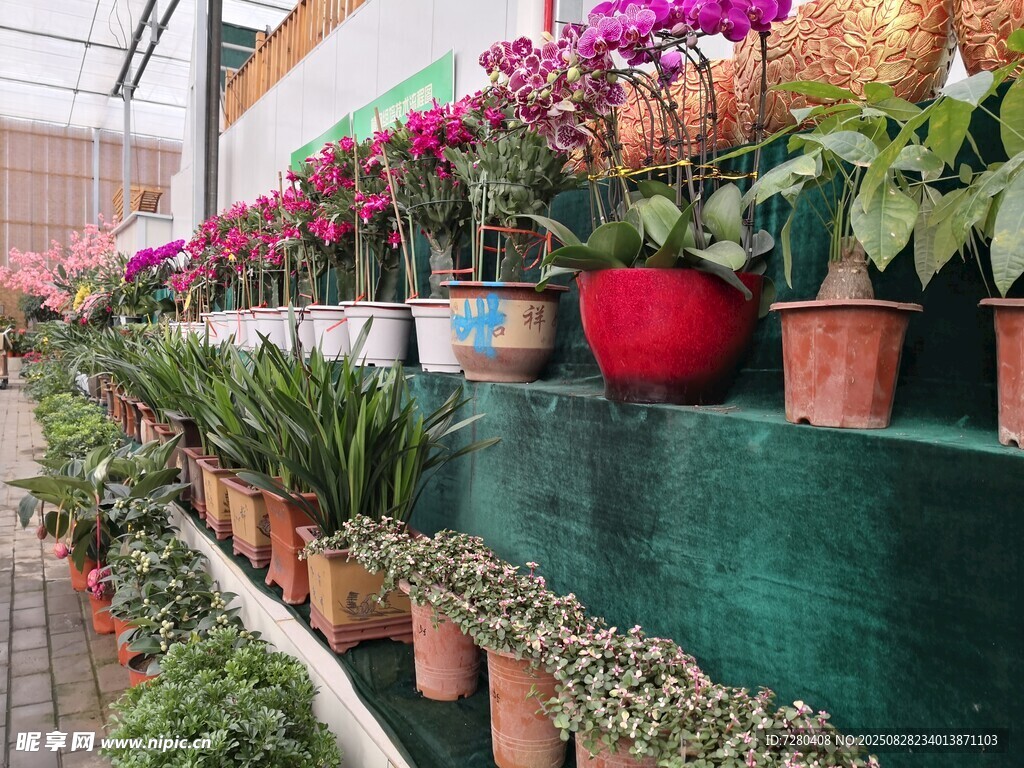 室内多彩盆栽植物景观