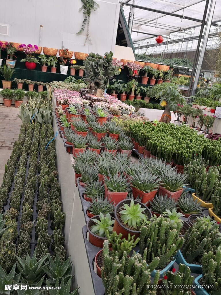 室内绿植摆放景观