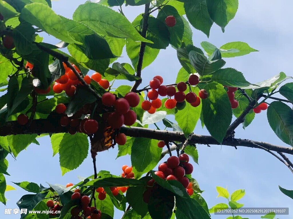 枝头红樱桃