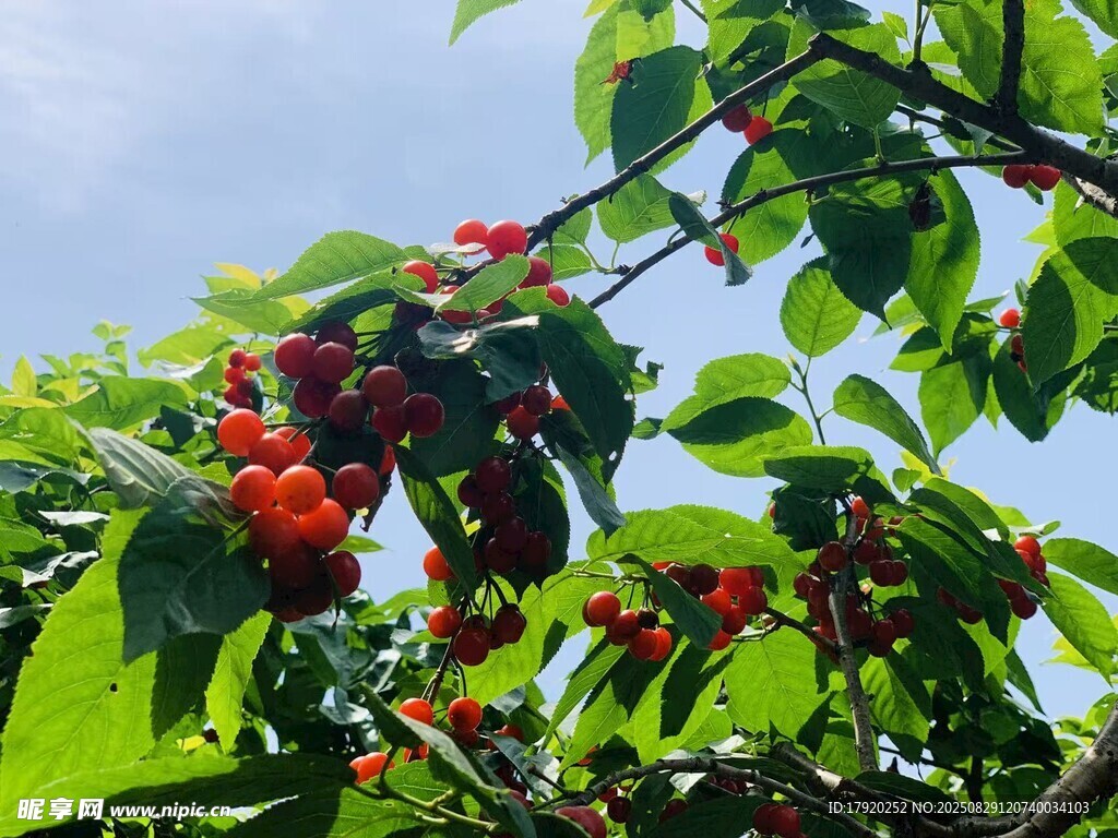 枝头红樱桃