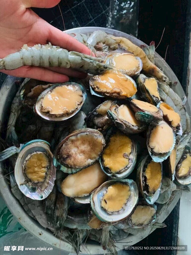 鲍鱼海鲜