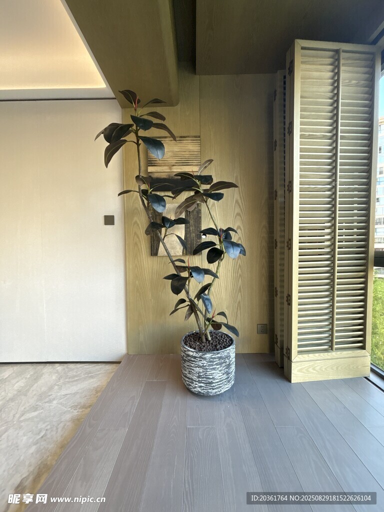 室内角落的绿植盆栽