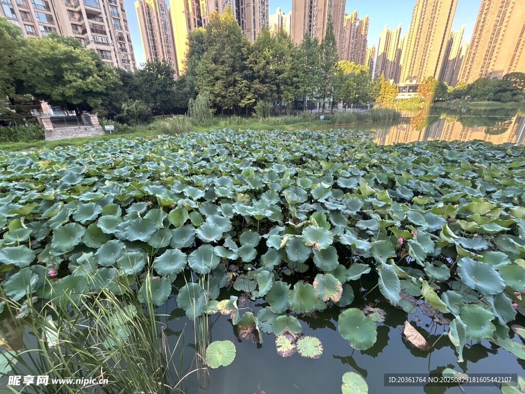 夏日荷塘景观