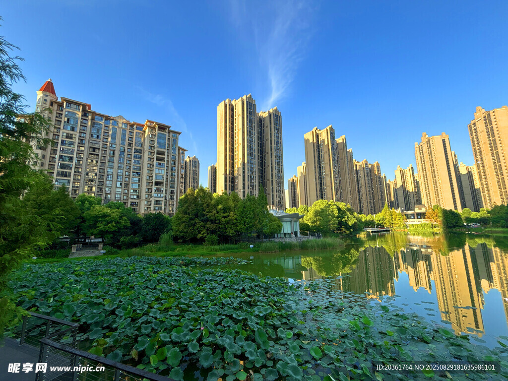 湖畔高楼与荷塘美景