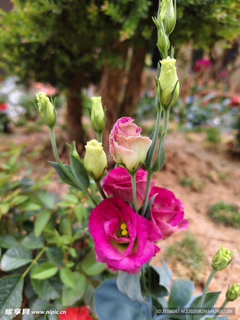 含苞待放 多彩花卉