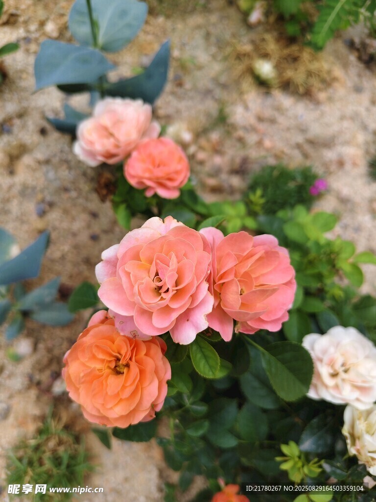 娇艳多彩月季