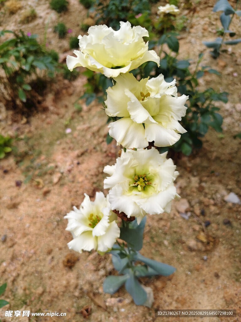 白色绽放月季花