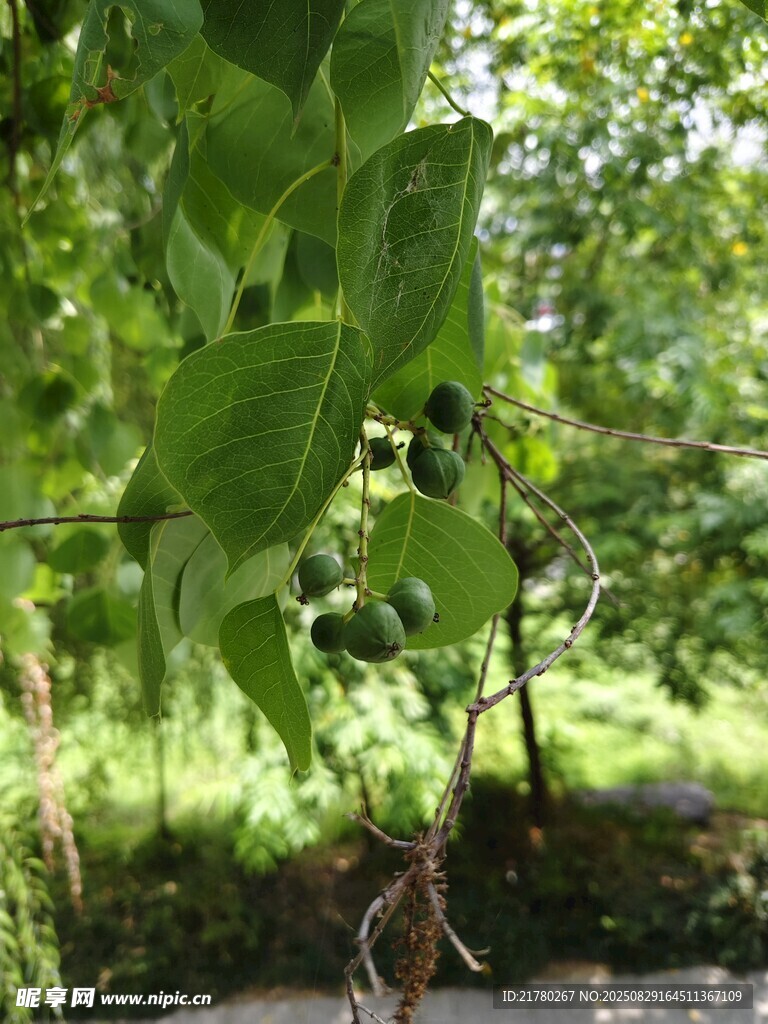 绿叶繁茂乌桕