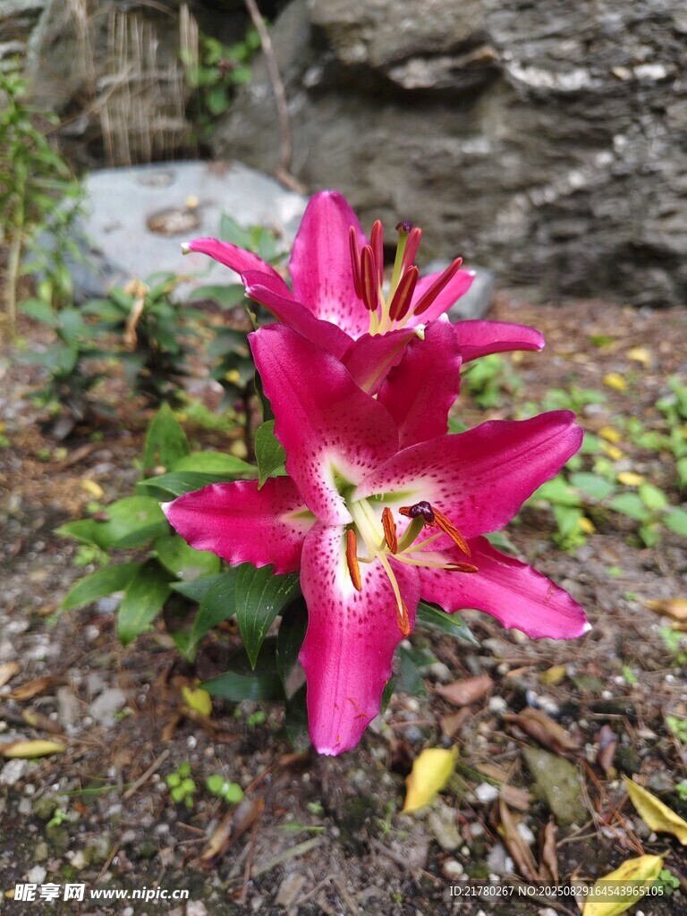 野百合花