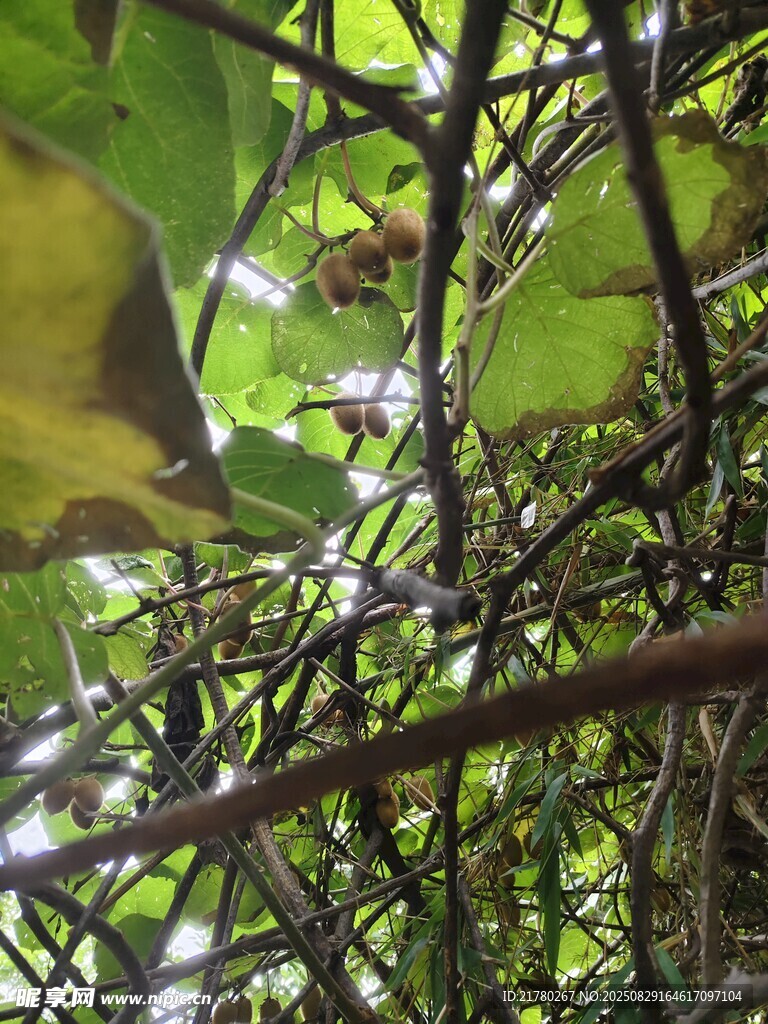 繁茂猕猴桃枝条