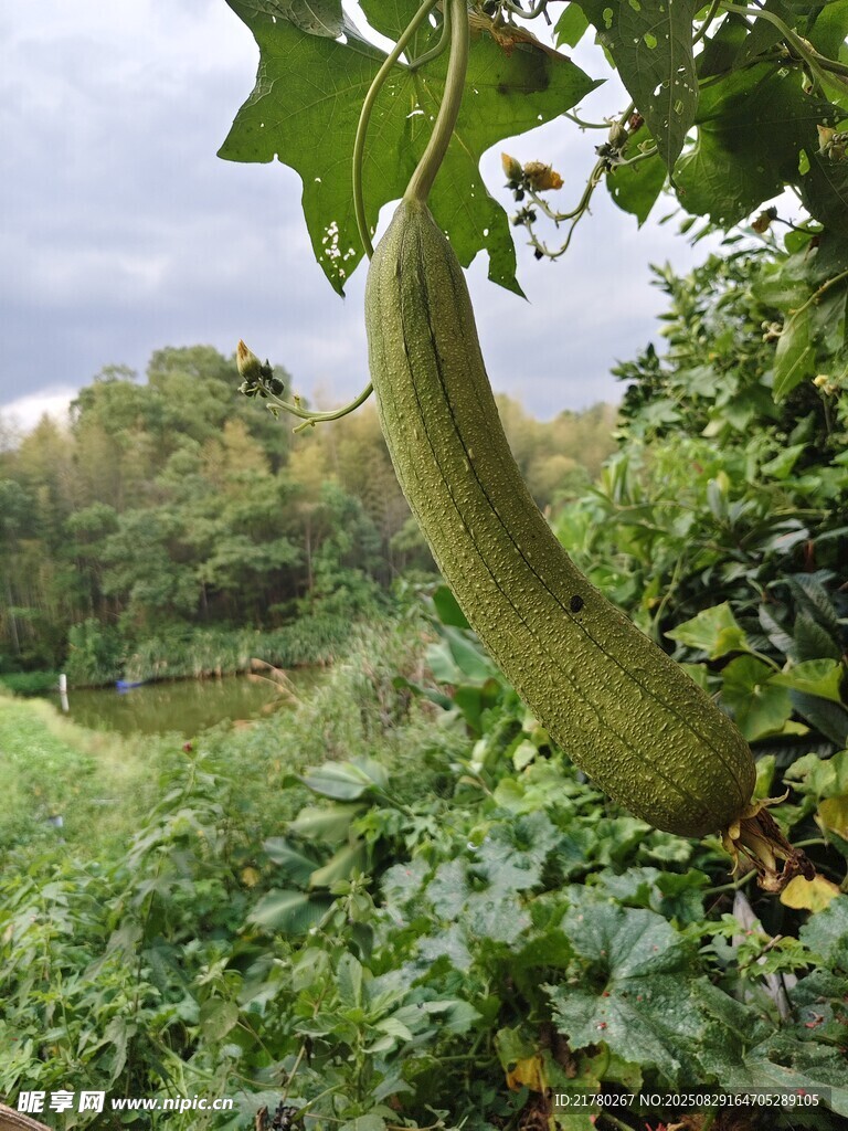 藤蔓上的丝瓜