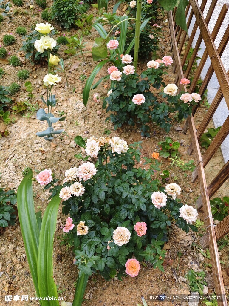 花园中的多彩月季