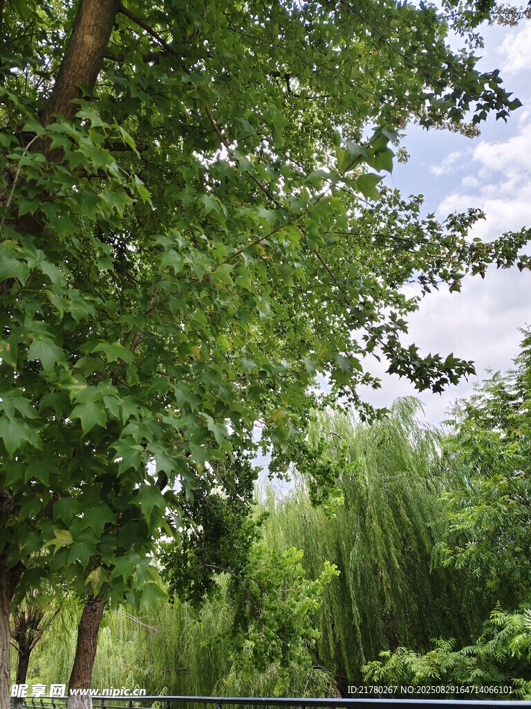 夏日葱郁树林美景